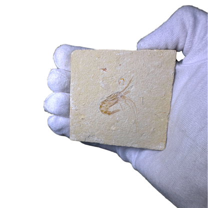 Shrimp Fossil