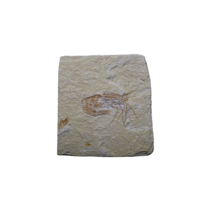 Shrimp Fossil