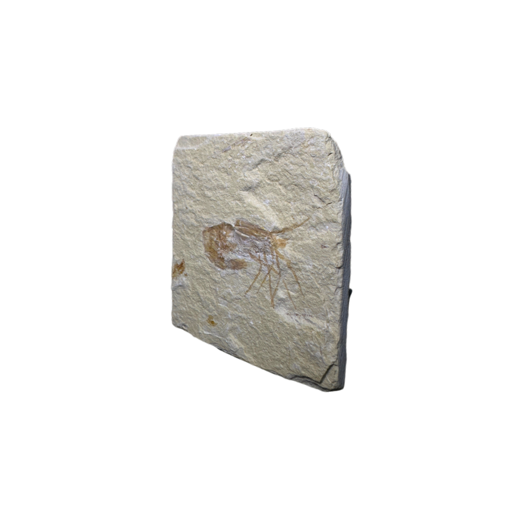 Shrimp Fossil