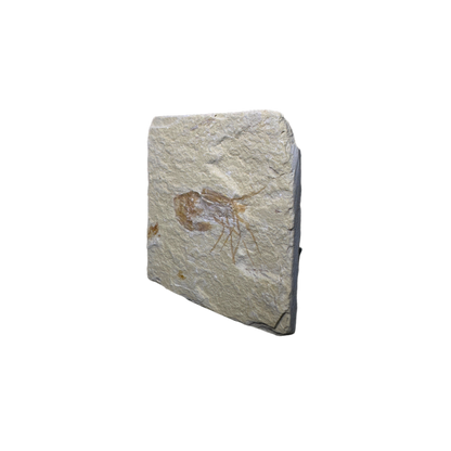 Shrimp Fossil