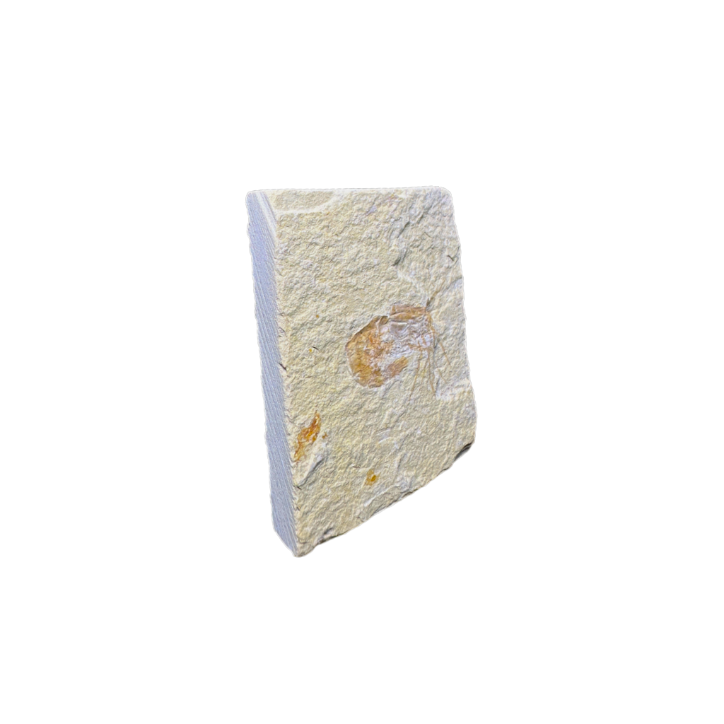 Shrimp Fossil