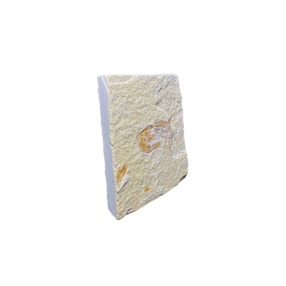Shrimp Fossil