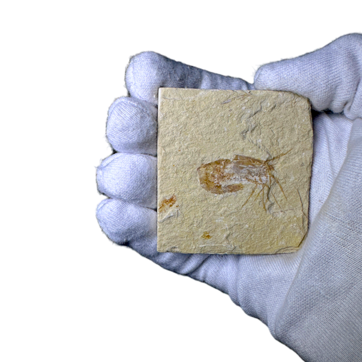 Shrimp Fossil