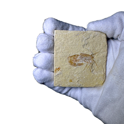 Shrimp Fossil