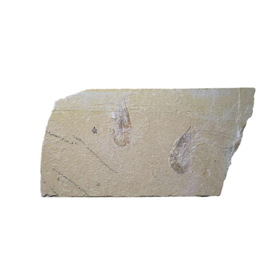 Shrimp Fossil