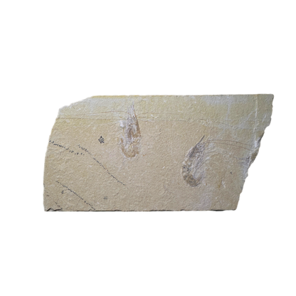 Shrimp Fossil