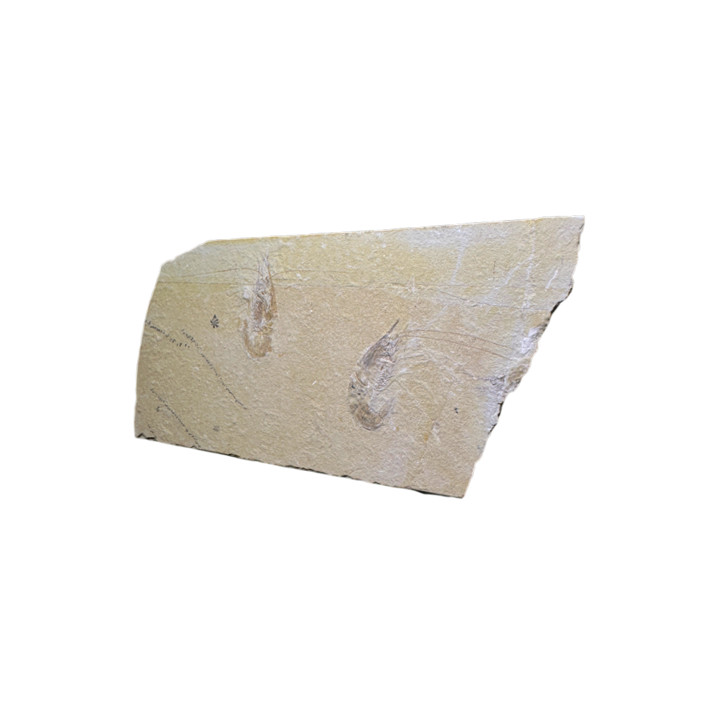Shrimp Fossil
