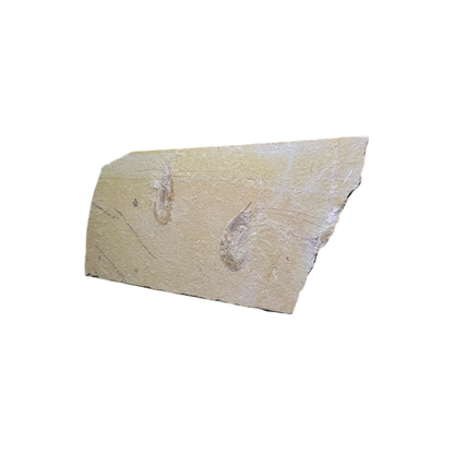 Shrimp Fossil