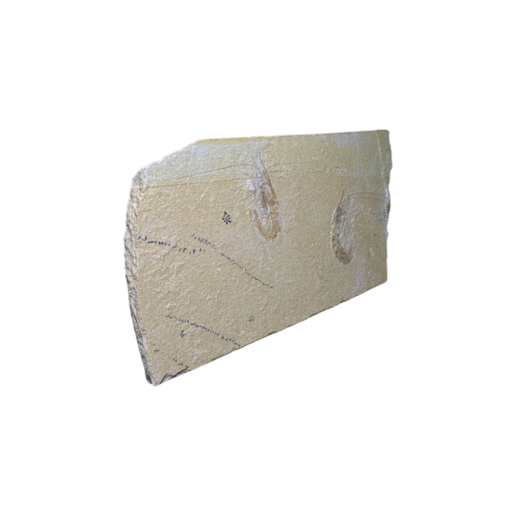 Shrimp Fossil