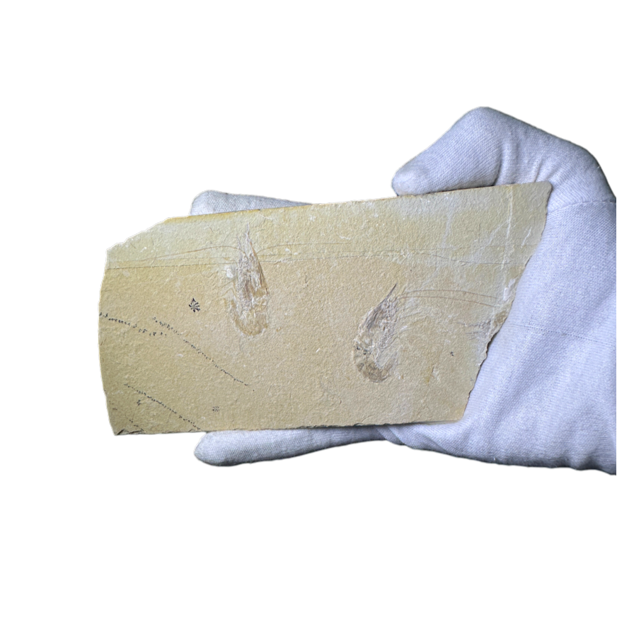 Shrimp Fossil