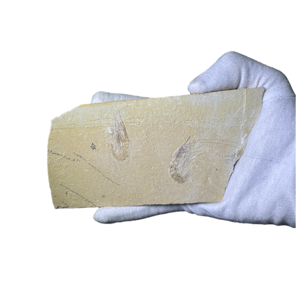 Shrimp Fossil