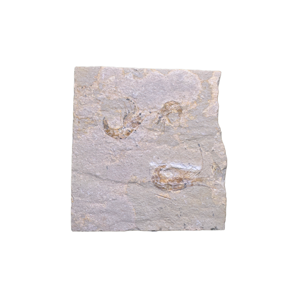 Shrimp Fossil