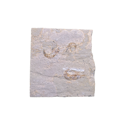 Shrimp Fossil