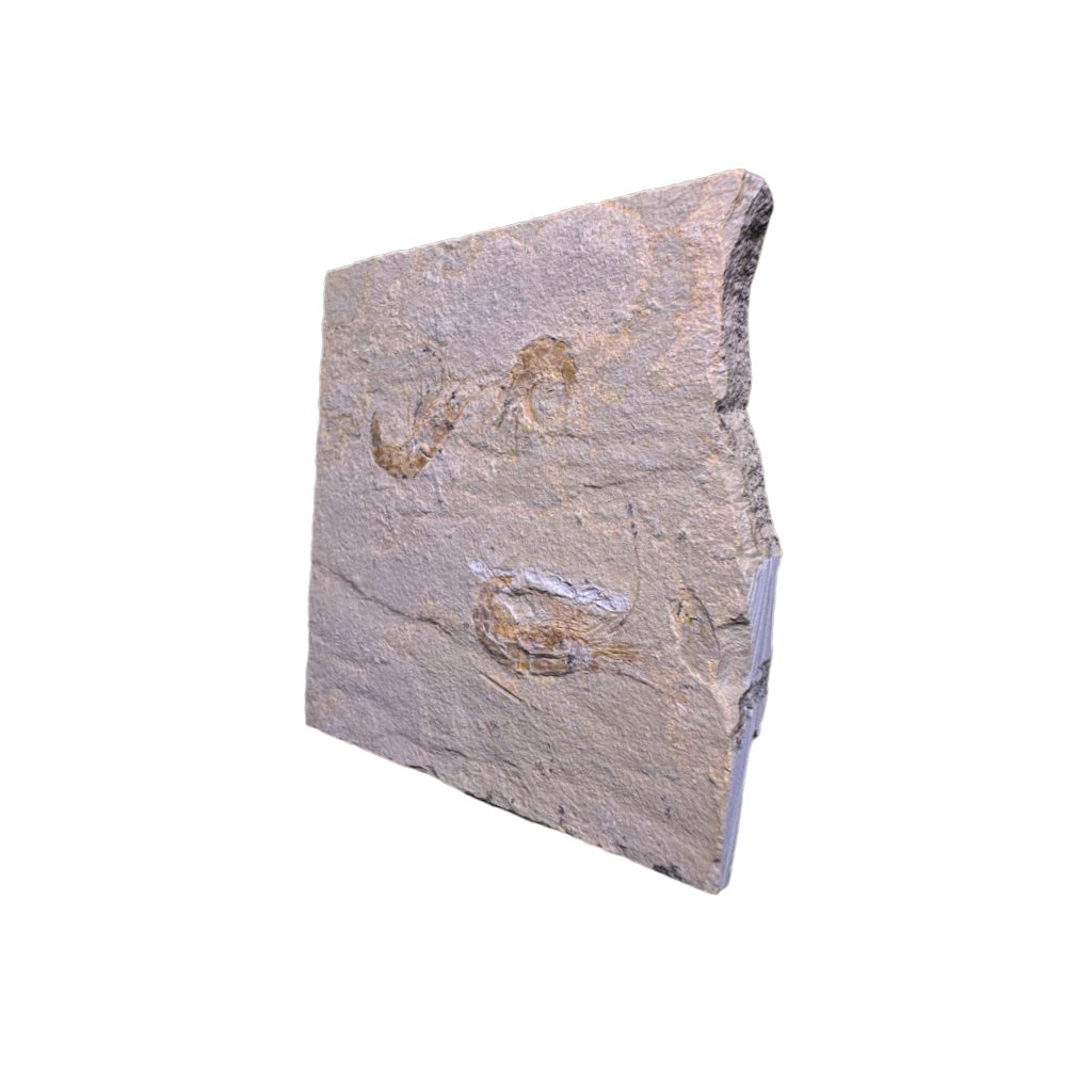 Shrimp Fossil
