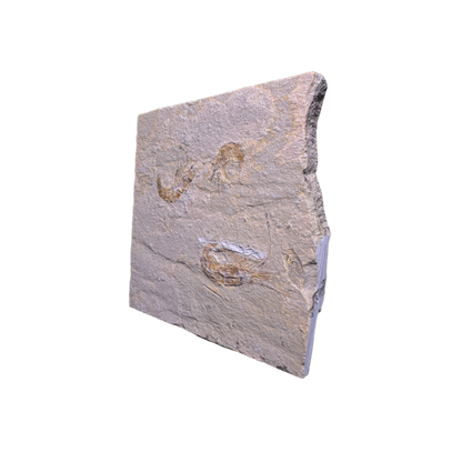 Shrimp Fossil