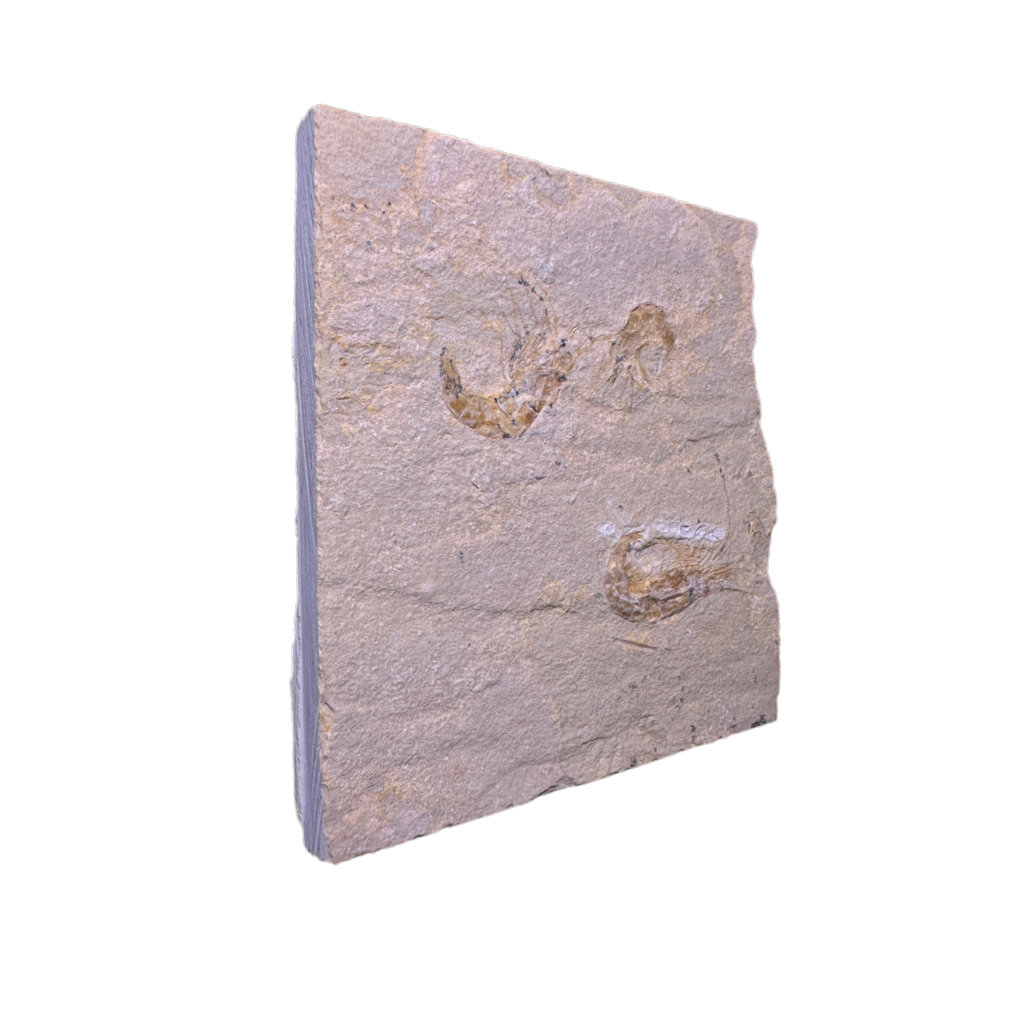 Shrimp Fossil