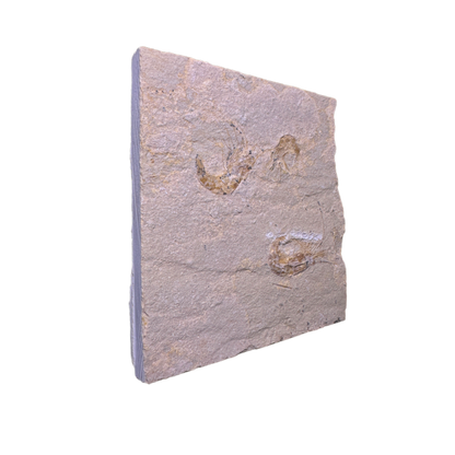 Shrimp Fossil