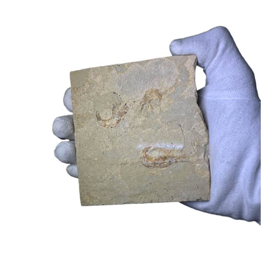 Shrimp Fossil