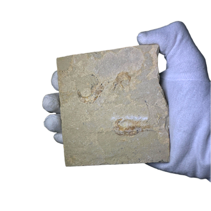 Shrimp Fossil
