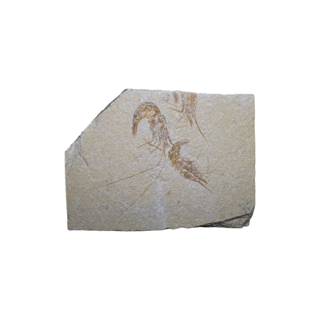 Shrimp Fossil