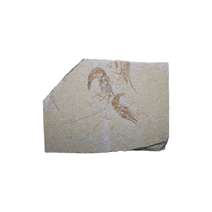 Shrimp Fossil