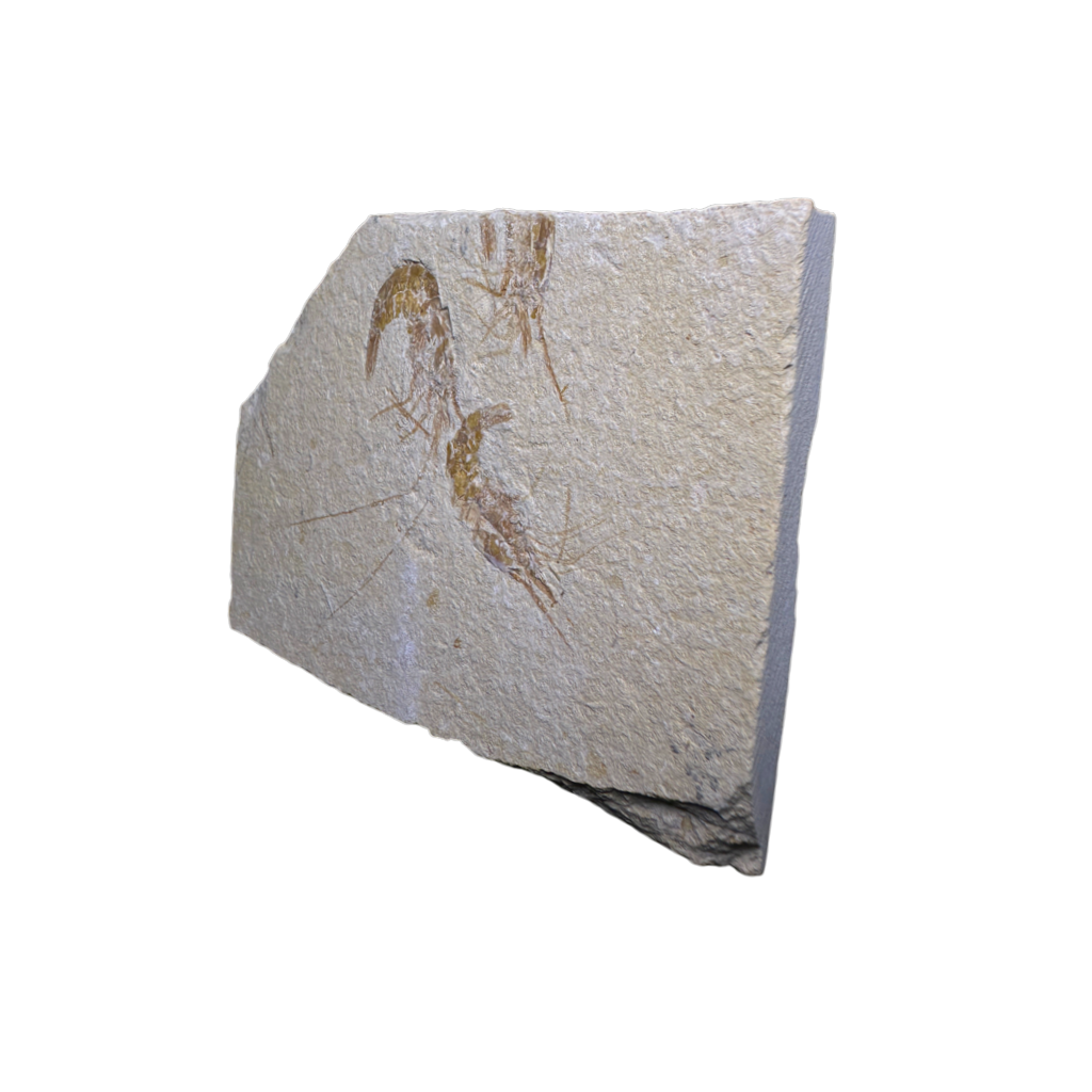 Shrimp Fossil