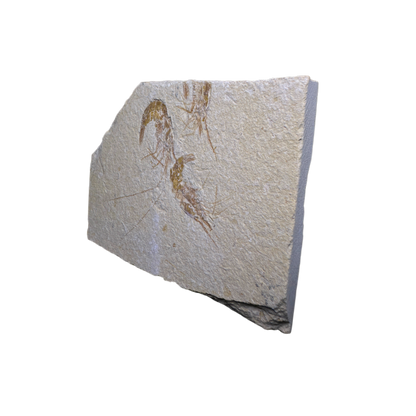 Shrimp Fossil
