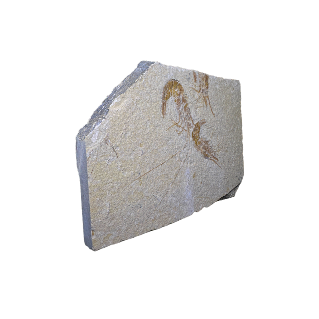 Shrimp Fossil