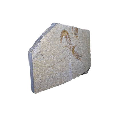 Shrimp Fossil