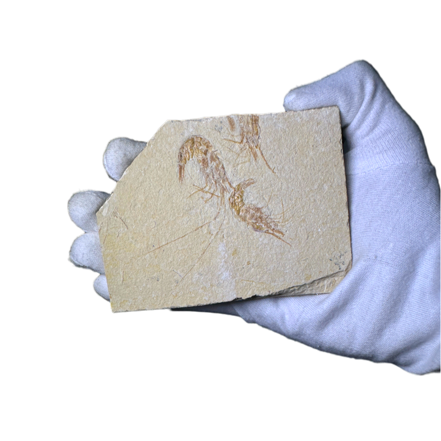 Shrimp Fossil