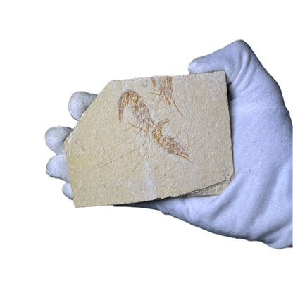 Shrimp Fossil