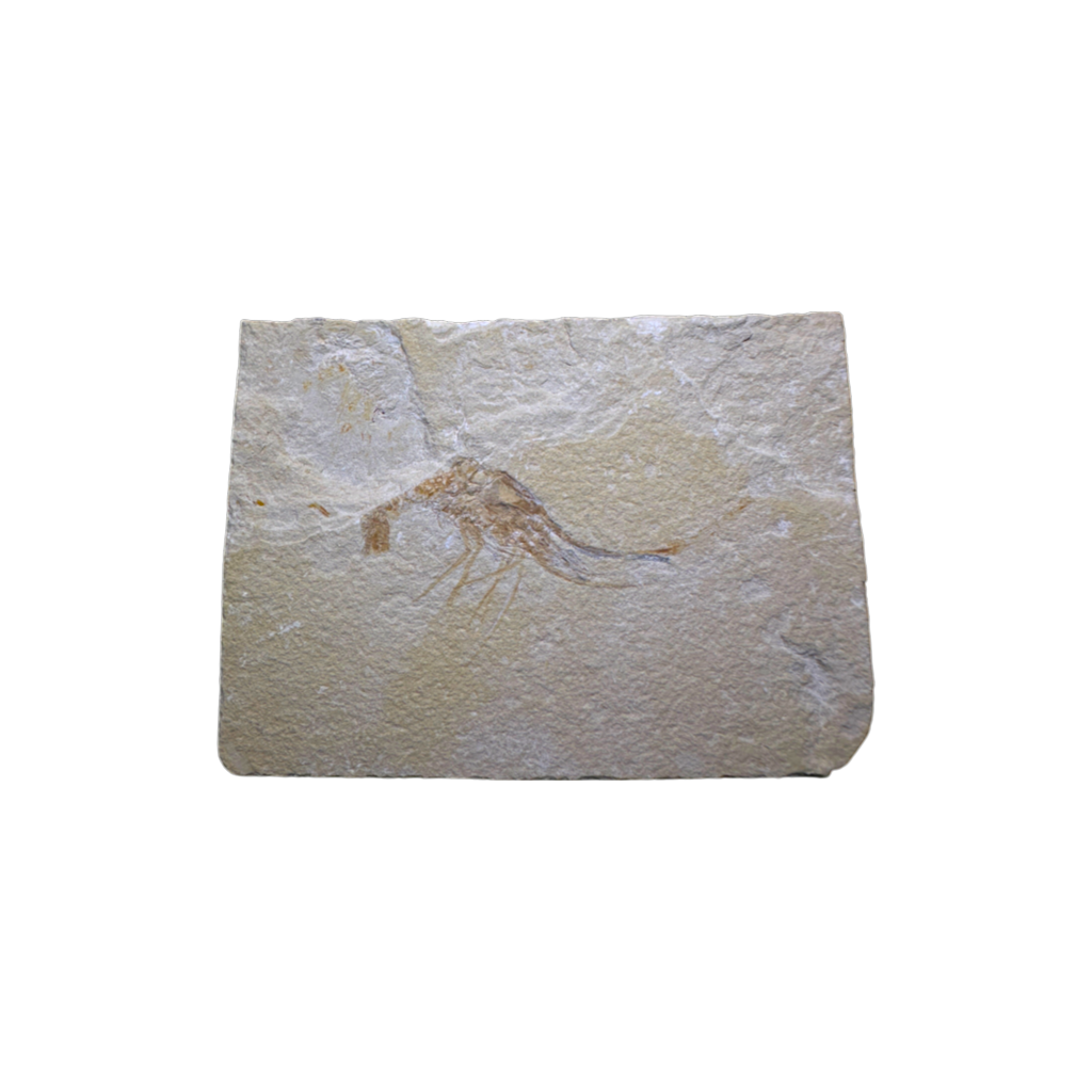 Shrimp Fossil