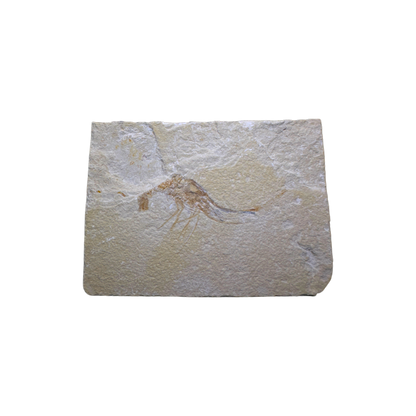 Shrimp Fossil
