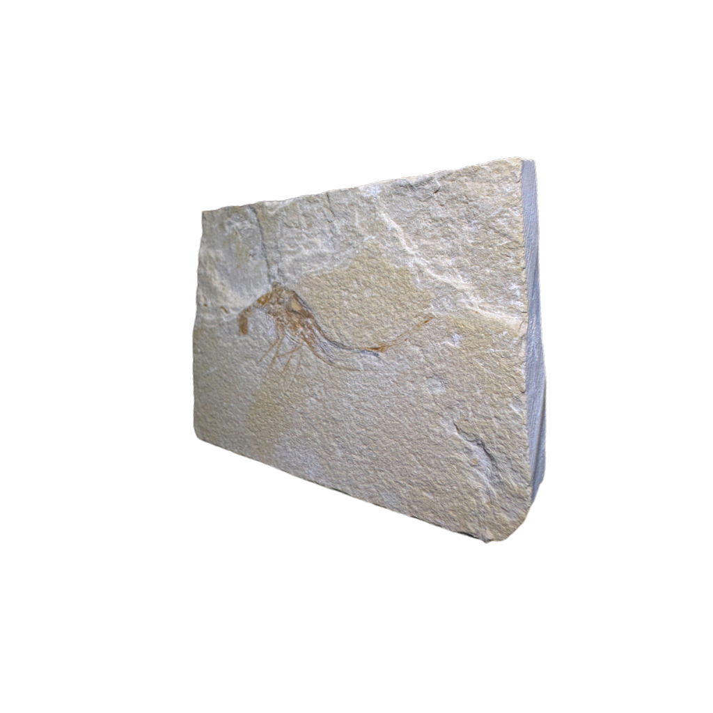 Shrimp Fossil