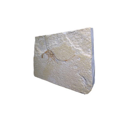 Shrimp Fossil
