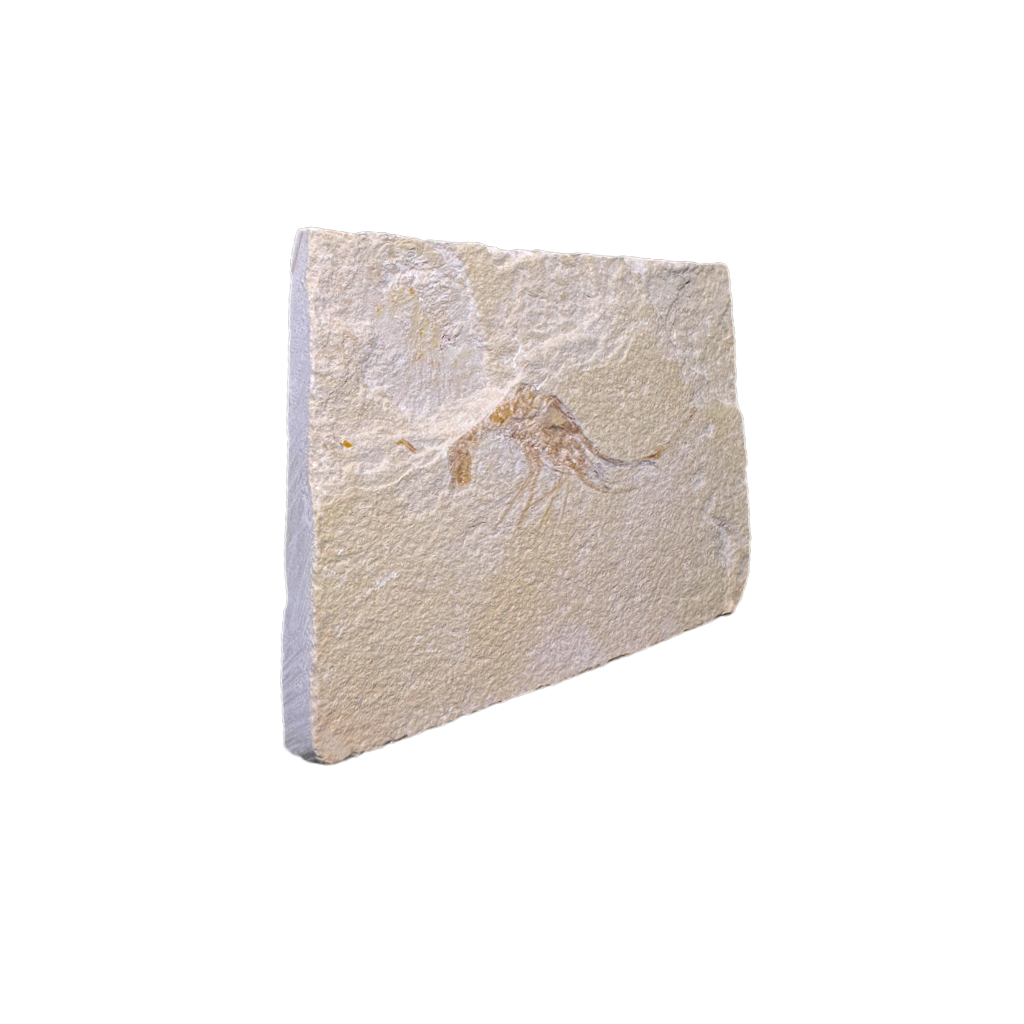 Shrimp Fossil
