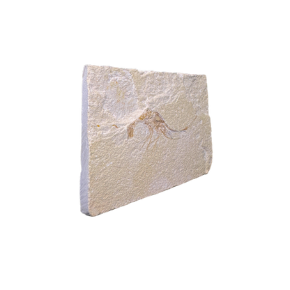 Shrimp Fossil