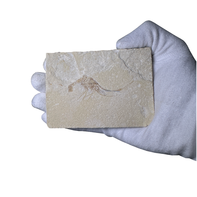 Shrimp Fossil