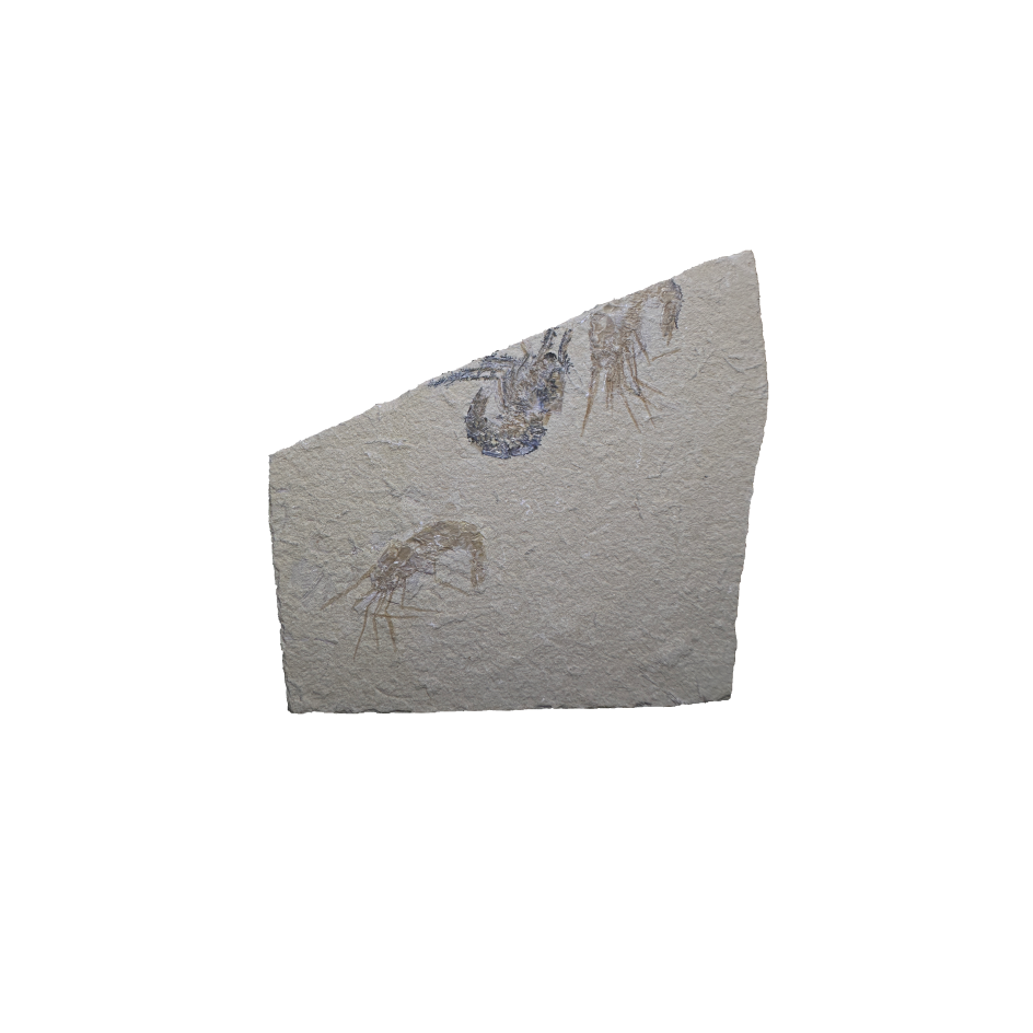 Shrimp Fossil