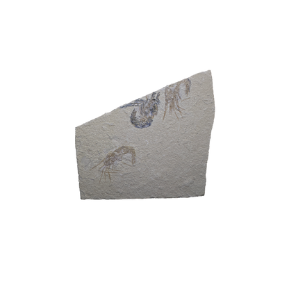Shrimp Fossil
