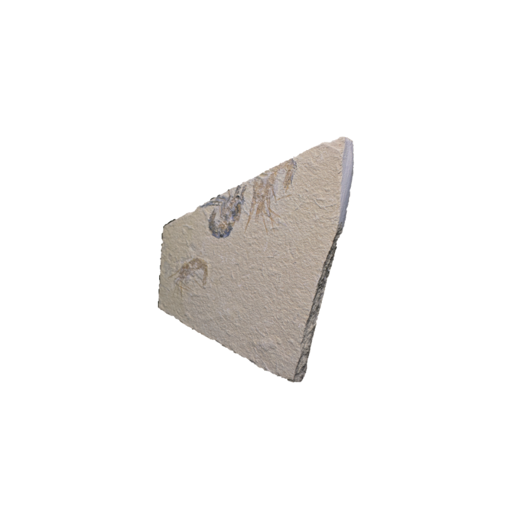 Shrimp Fossil