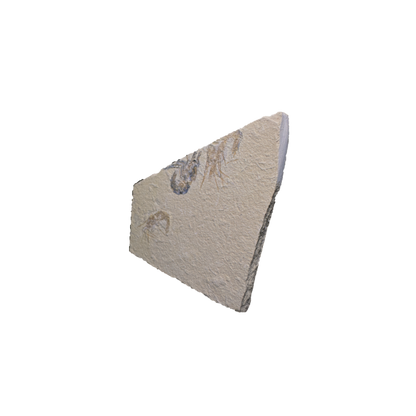 Shrimp Fossil