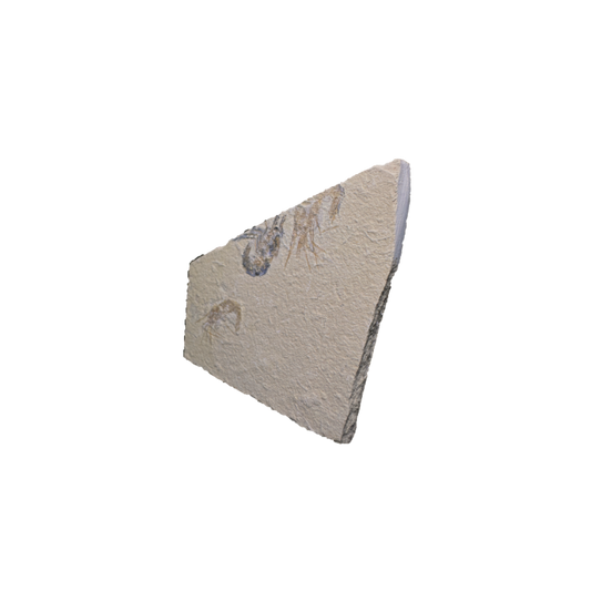 Shrimp Fossil