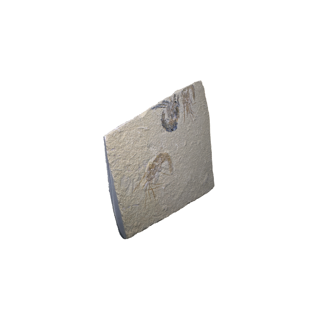 Shrimp Fossil
