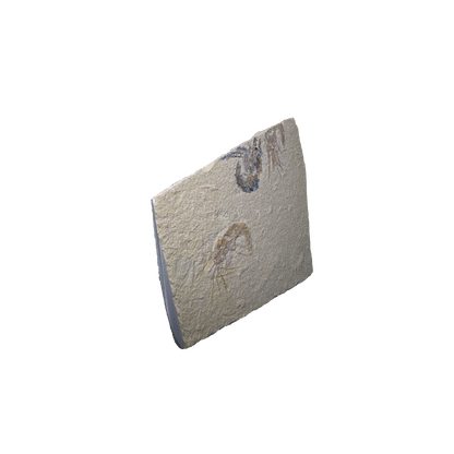 Shrimp Fossil