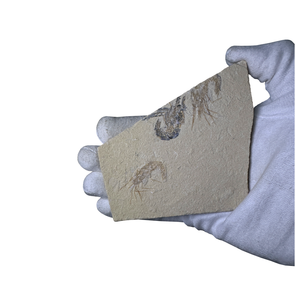 Shrimp Fossil