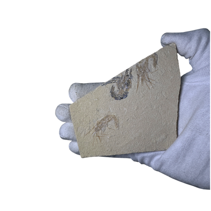 Shrimp Fossil