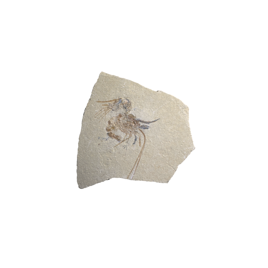Shrimp Fossil