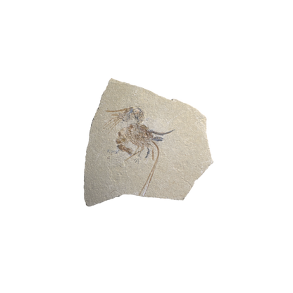 Shrimp Fossil