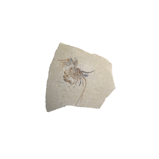 Shrimp Fossil